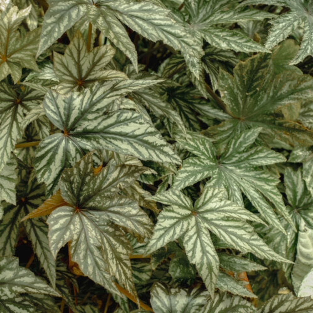 Gryphon Begonia