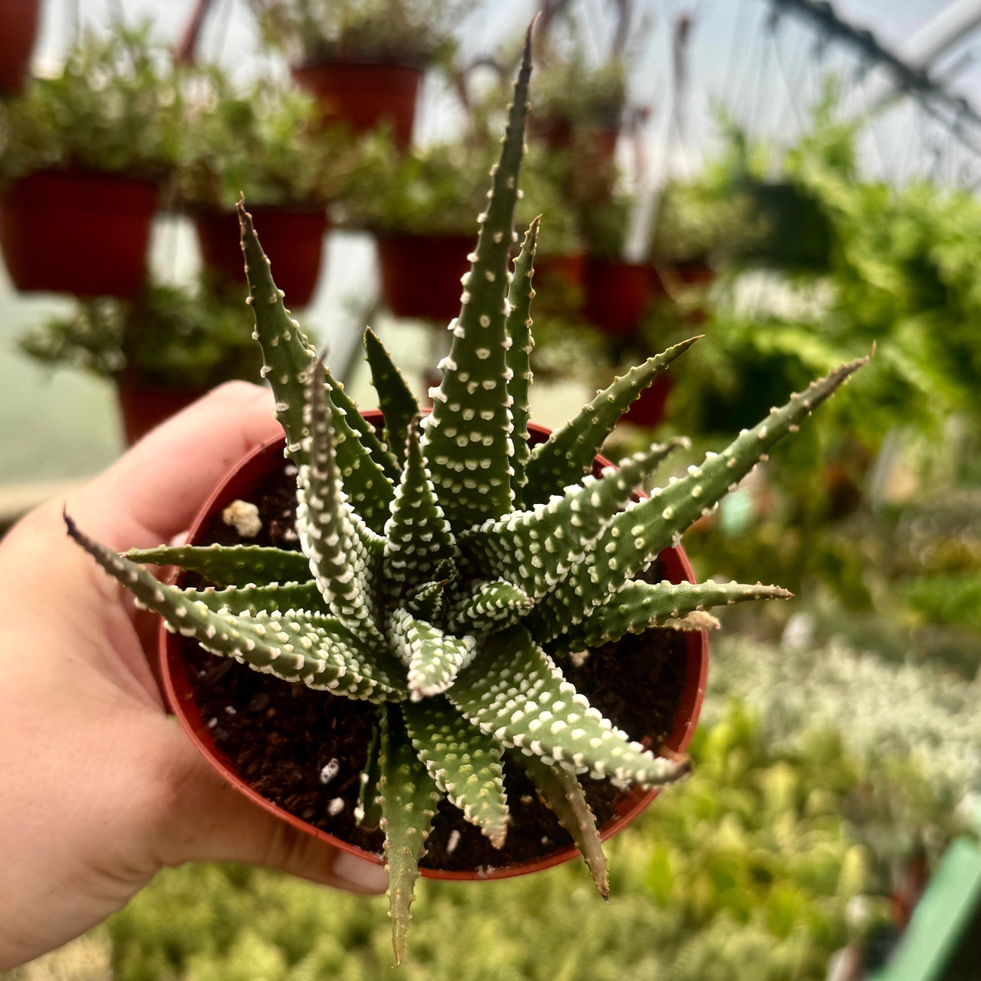 Pearl Plant | Haworthia Margaritifera
