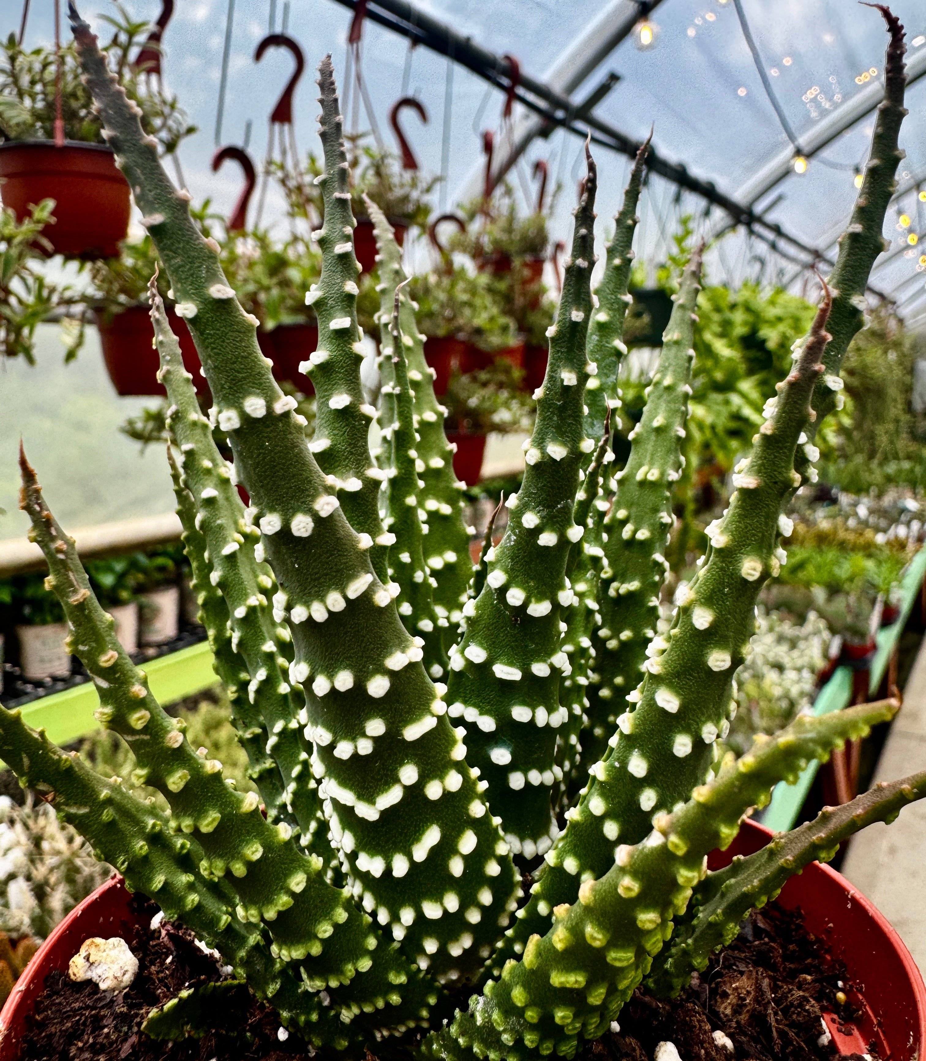 Pearl Plant | Haworthia Margaritifera