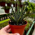 Pearl Plant | Haworthia Margaritifera