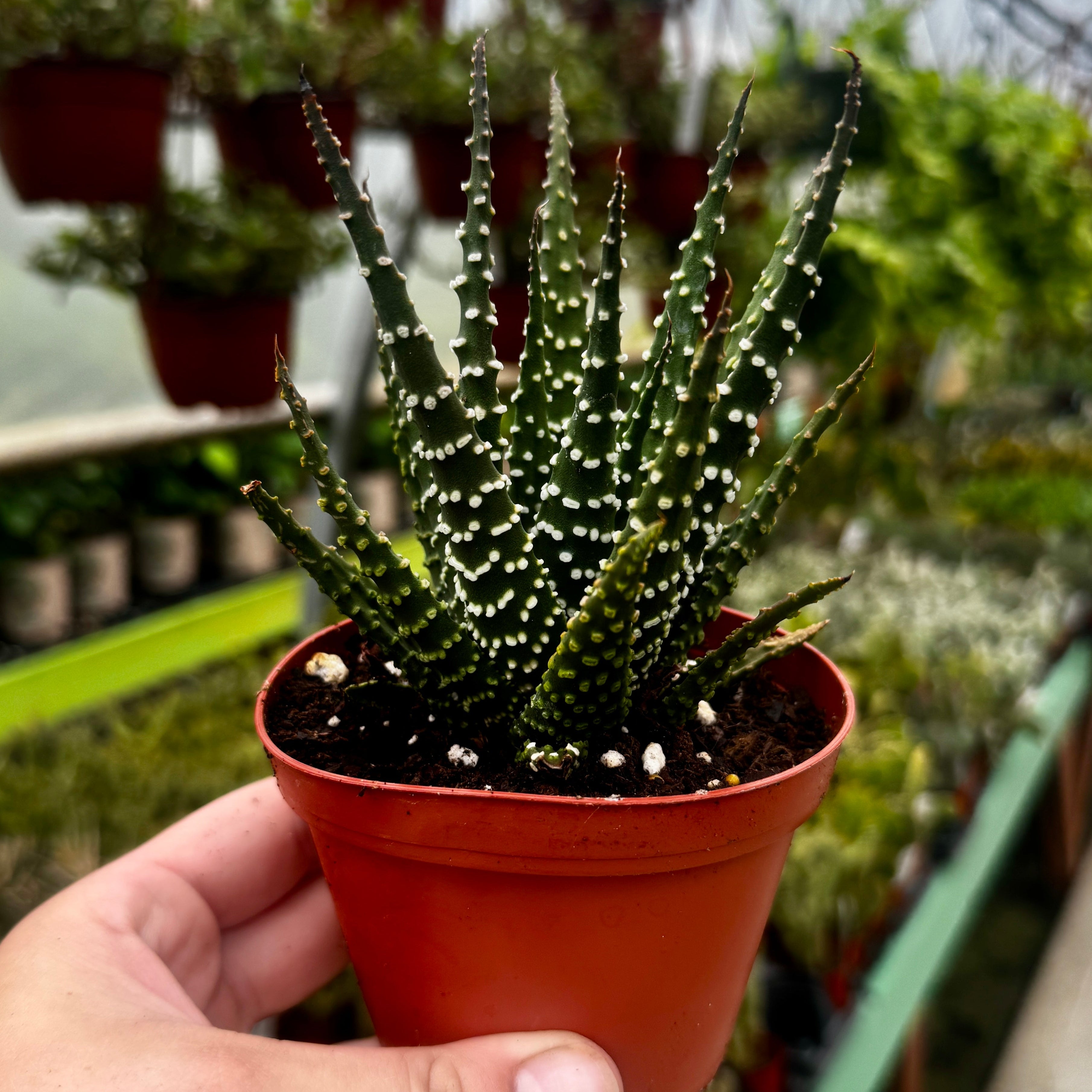 Pearl Plant | Haworthia Margaritifera