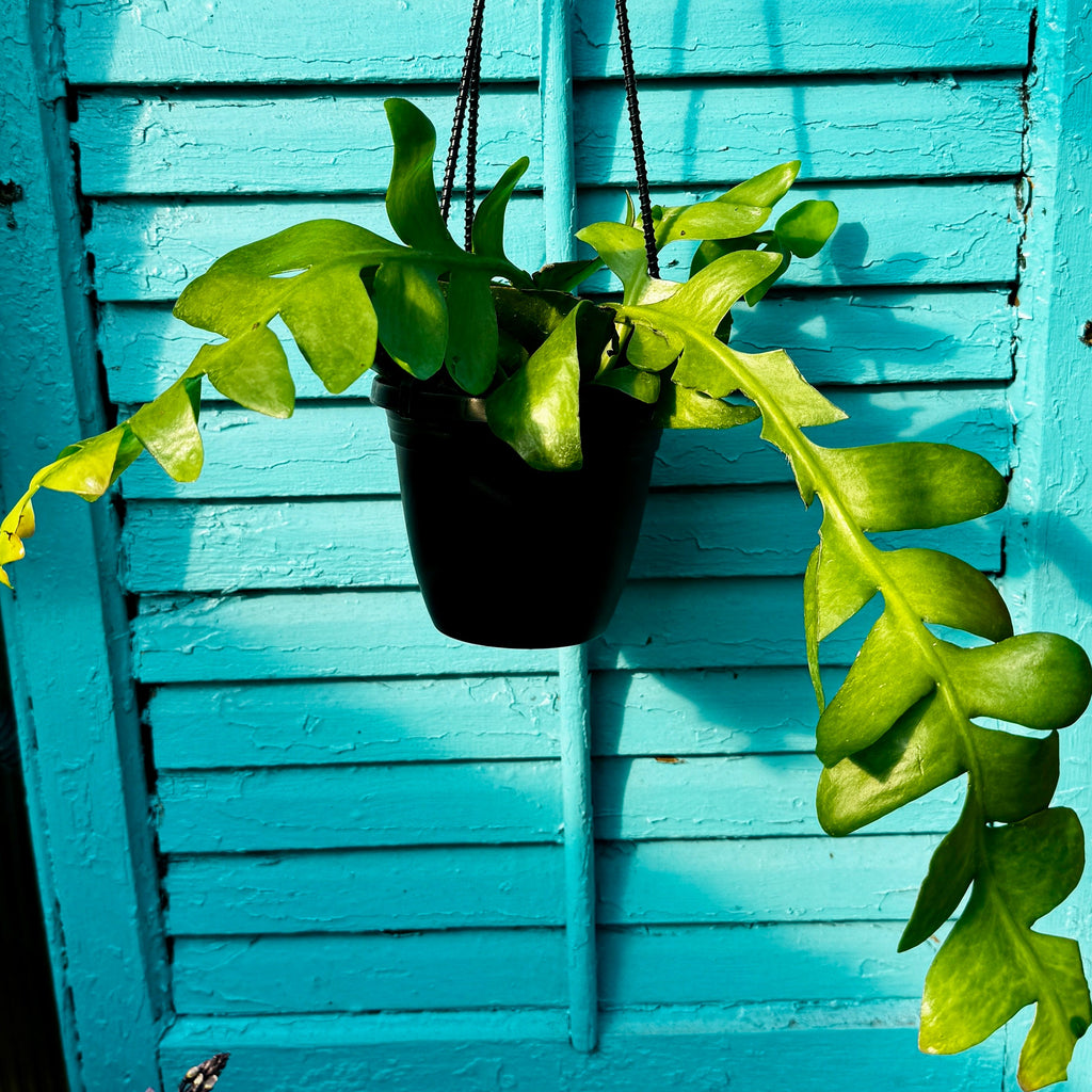 Fern Leaf Cactus | 4" Selenicereus chrysocardium Hanging Basket