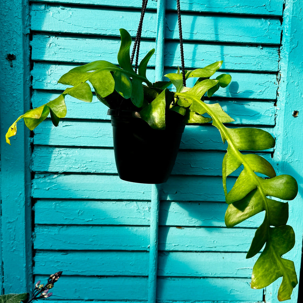 Fern Leaf Cactus | 4" Selenicereus chrysocardium Hanging Basket