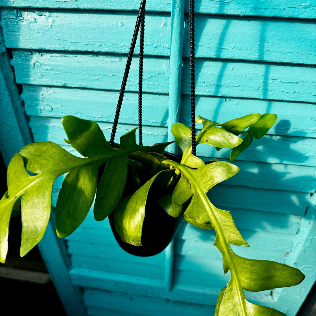 Fern Leaf Cactus | 4" Selenicereus chrysocardium Hanging Basket
