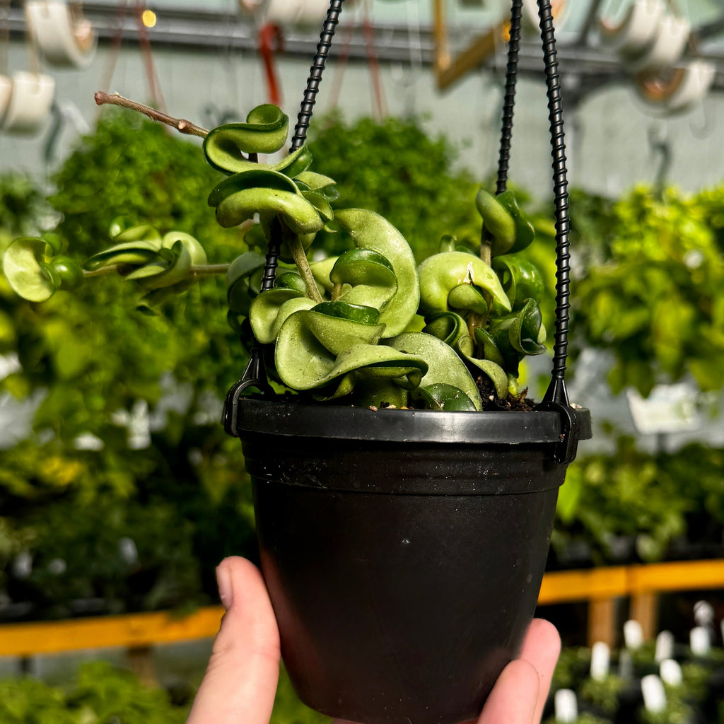 Hindu Rope Hoya | Hoya Compacta