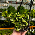 Hindu Rope Hoya | Hoya Compacta