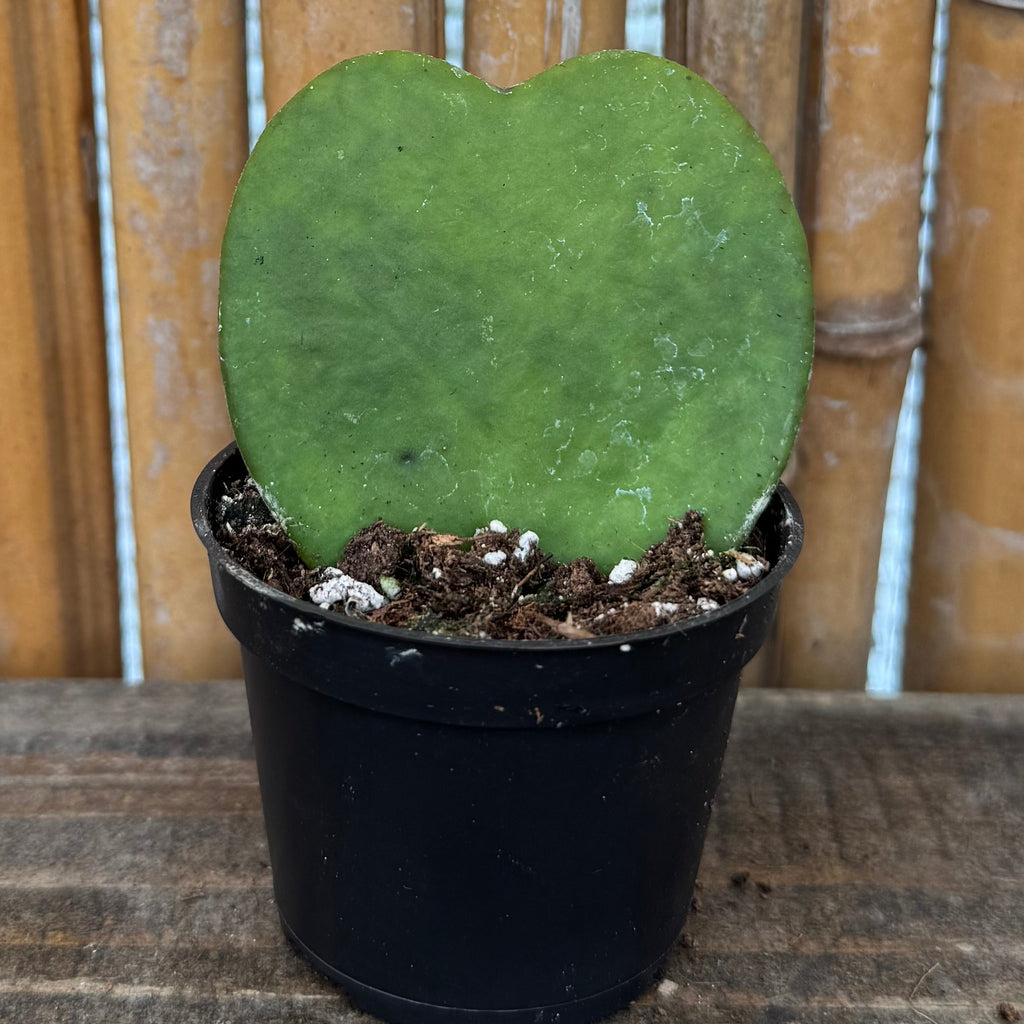 Hoya kerrii 'Sweetheart' Trio – Plain, Inner & Outer Variegated