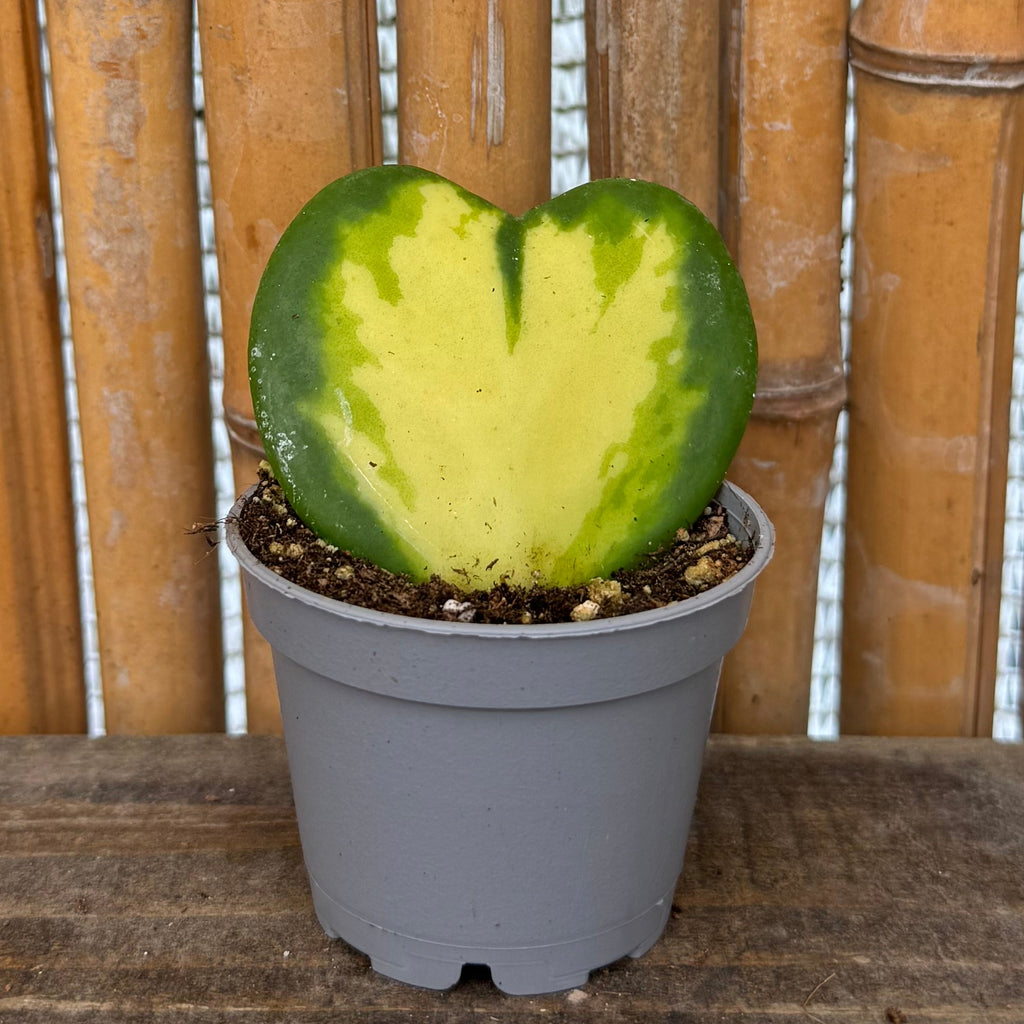 Hoya kerrii 'Sweetheart' Trio – Plain, Inner & Outer Variegated