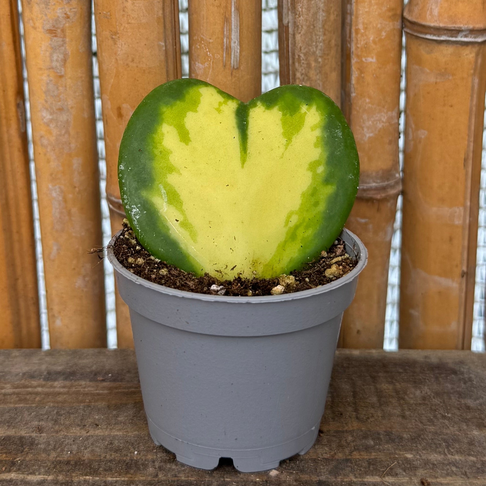 Hoya kerrii 'Sweetheart' Trio – Plain, Inner & Outer Variegated