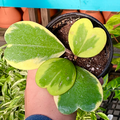 Hoya kerrii - Outer Variegated