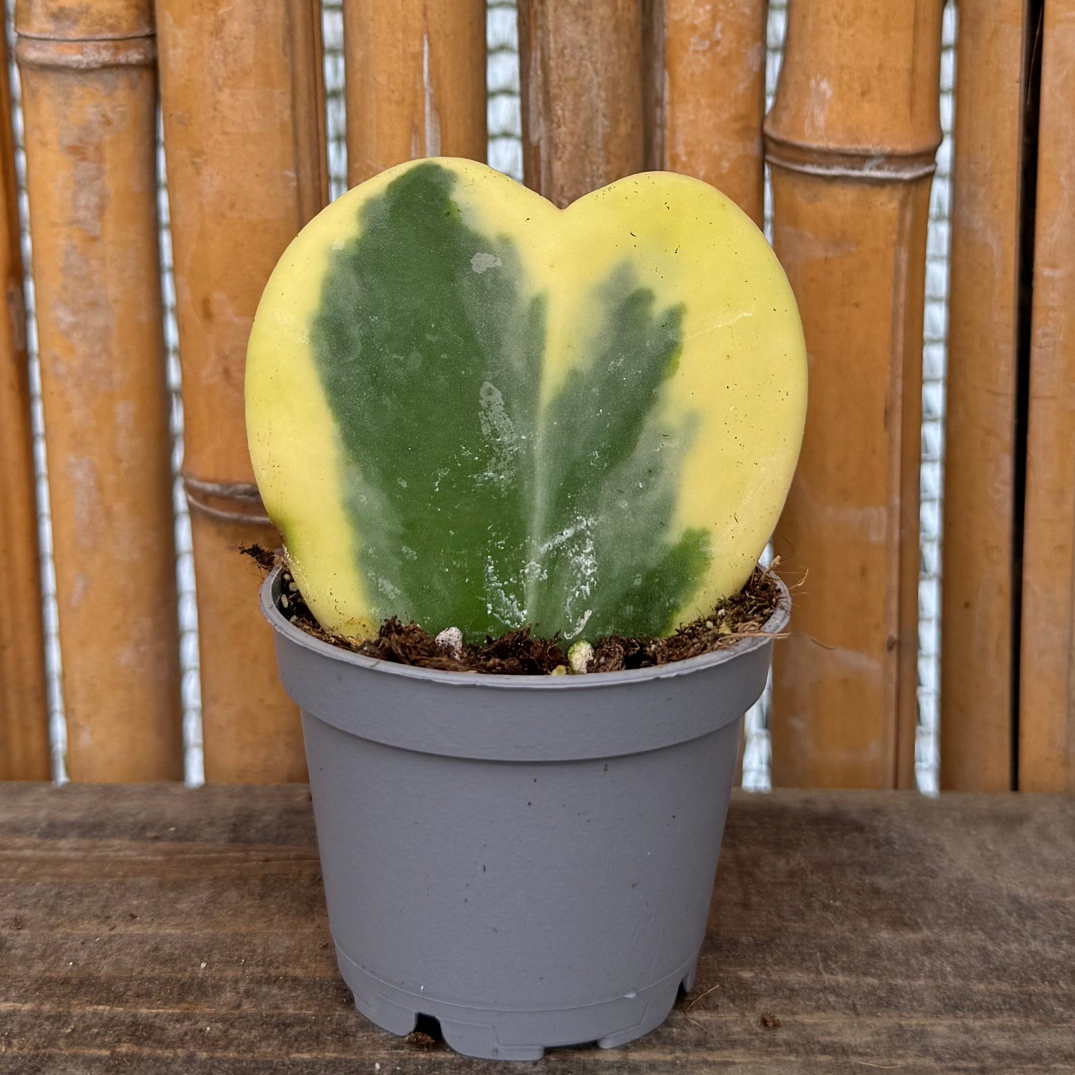 Hoya kerrii 'Sweetheart' Trio – Plain, Inner & Outer Variegated