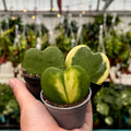 Hoya kerrii 'Sweetheart' Trio – Plain, Inner & Outer Variegated