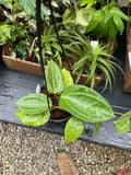 Hoya latifolia 'Dinnerplate' | Wax Plant