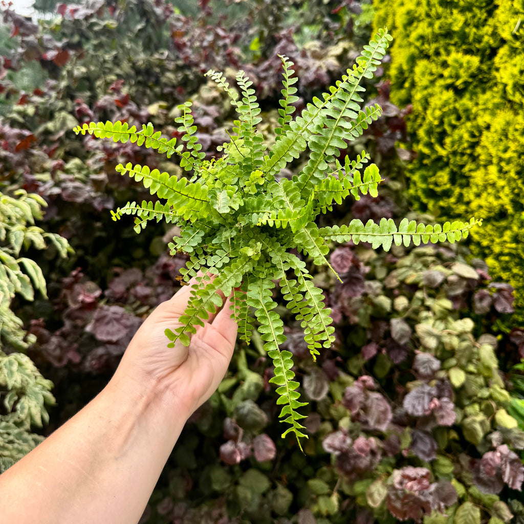 Lemon Button Fern | Nephrolepis cordifolia 'Duffii'