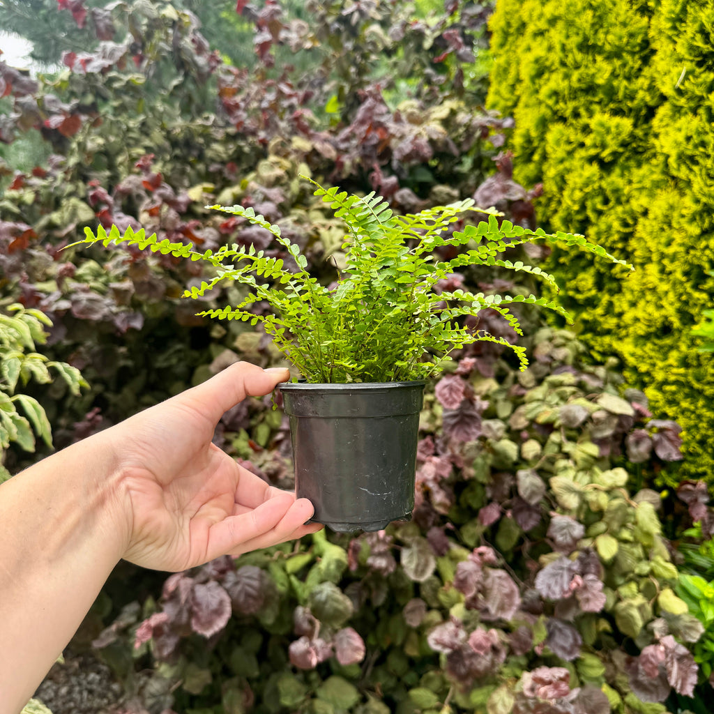 Lemon Button Fern | Nephrolepis cordifolia 'Duffii'