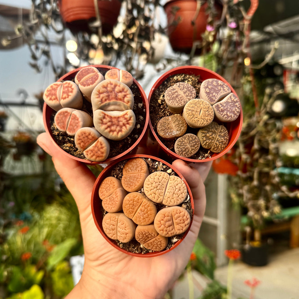 Living Stone Trio | Lithops