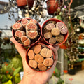 Living Stone Trio | Lithops