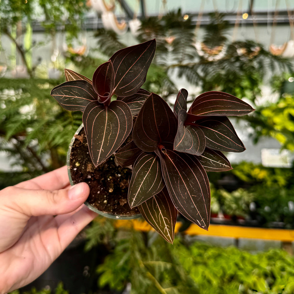 Jewel Orchid | Ludisia Discolor