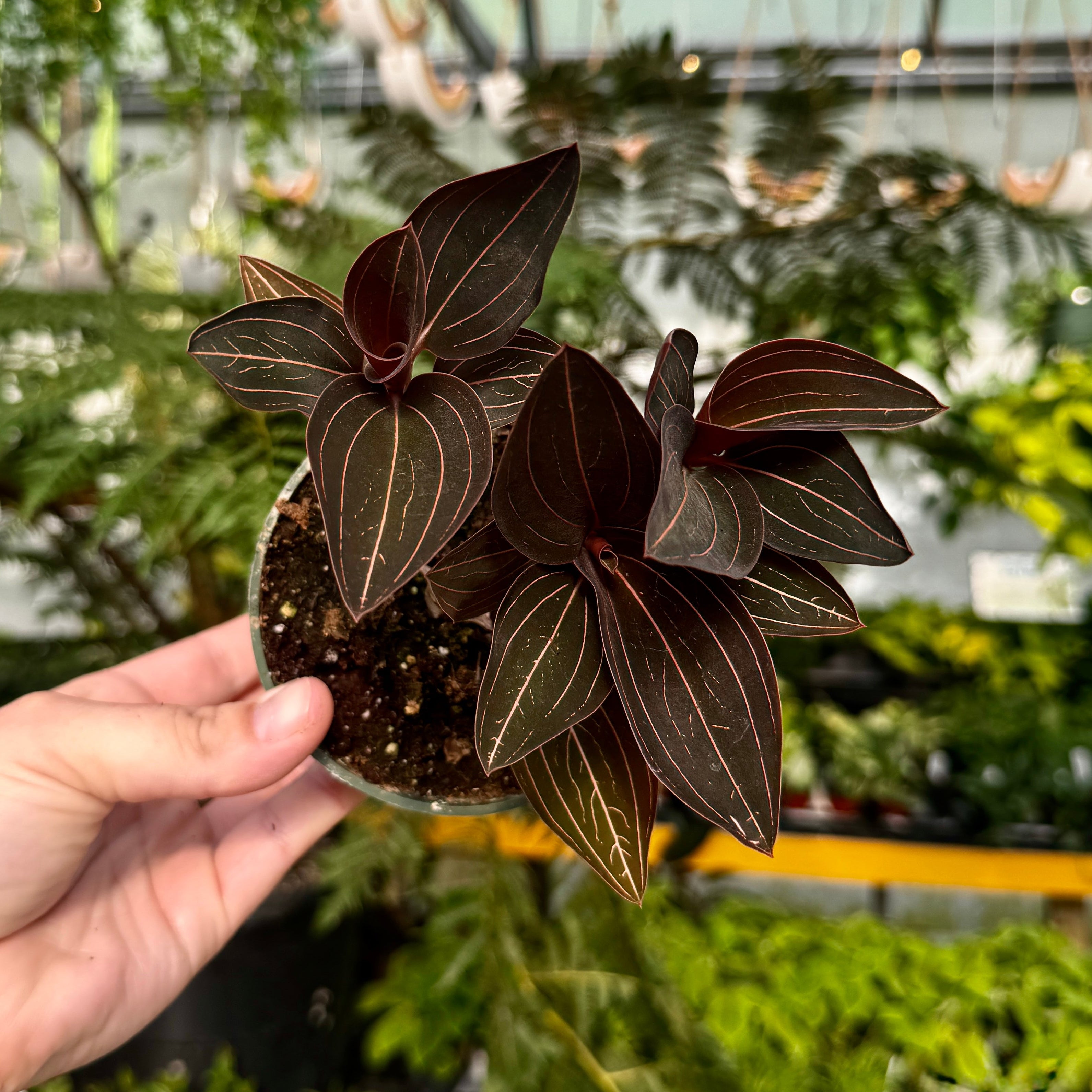 Jewel Orchid | Ludisia Discolor