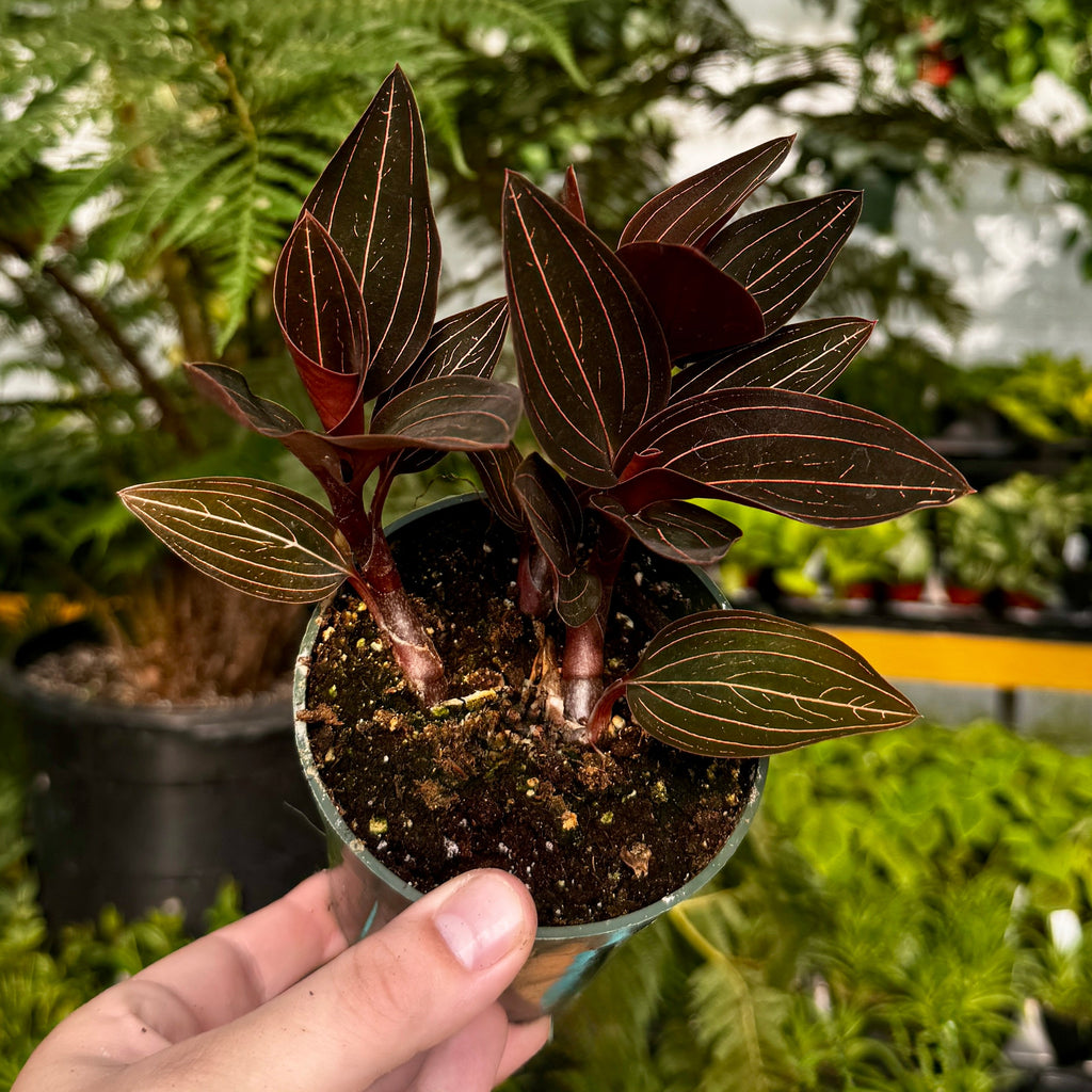 Jewel Orchid | Ludisia Discolor