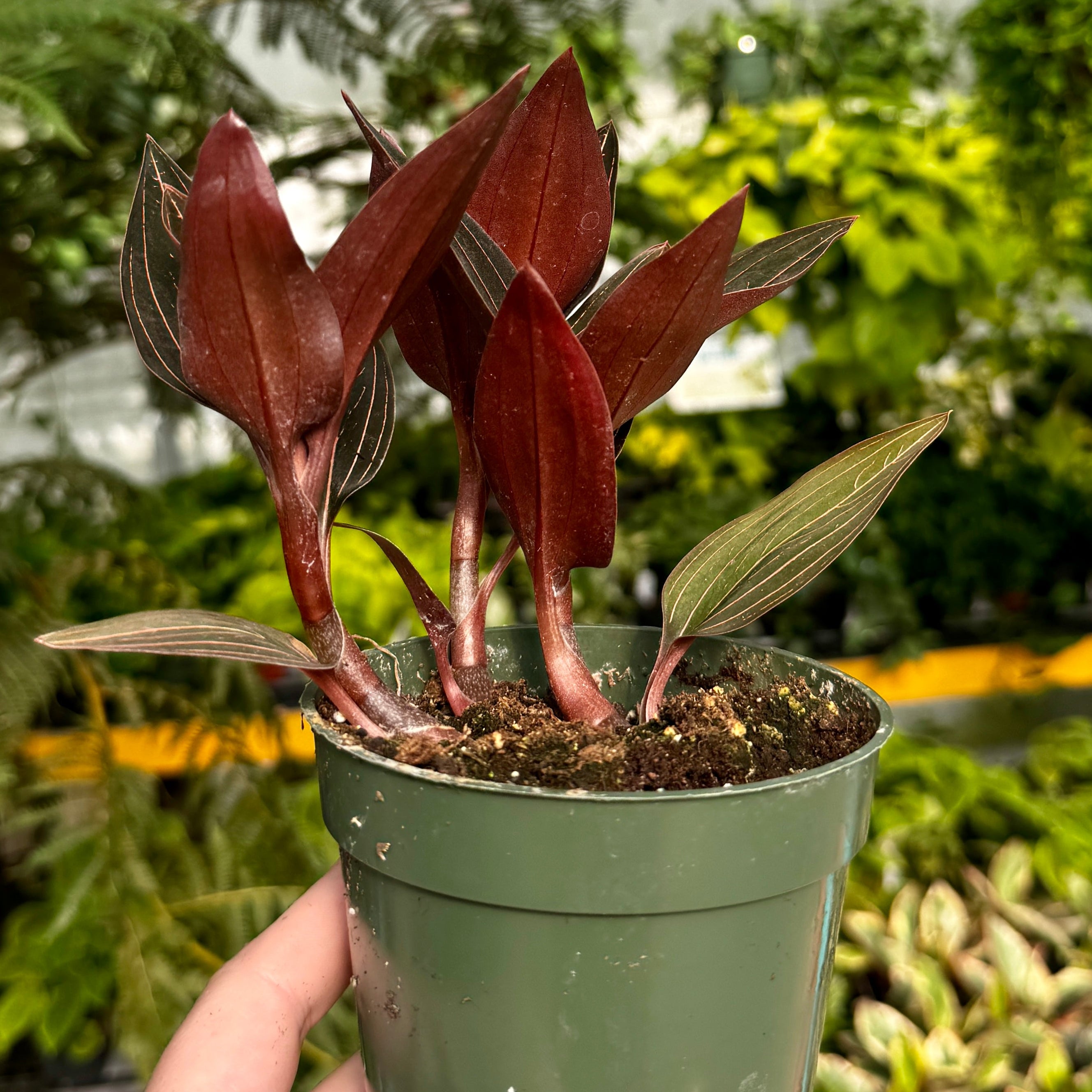 Jewel Orchid | Ludisia Discolor