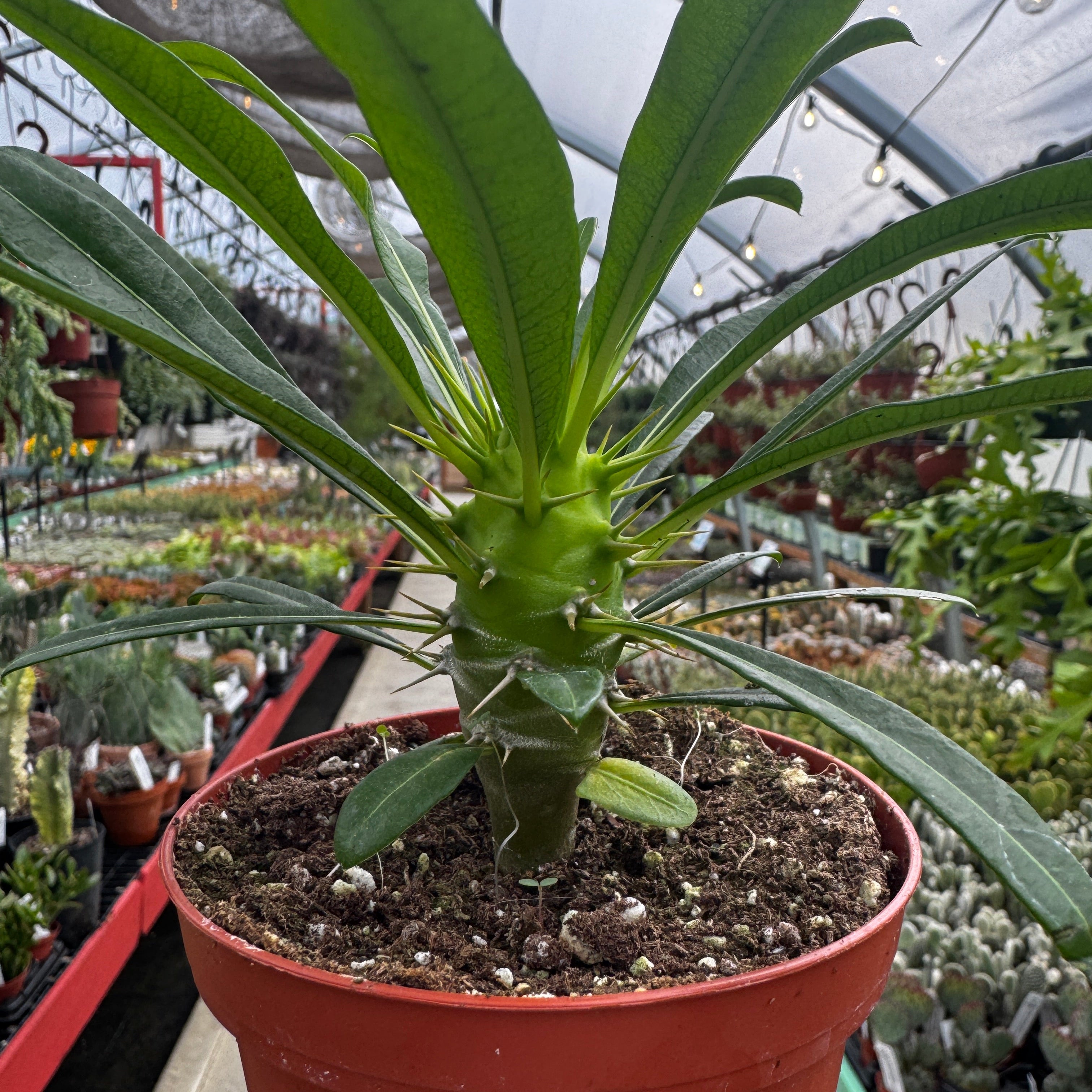 Madagascar Palm | Pachypodium lamerei