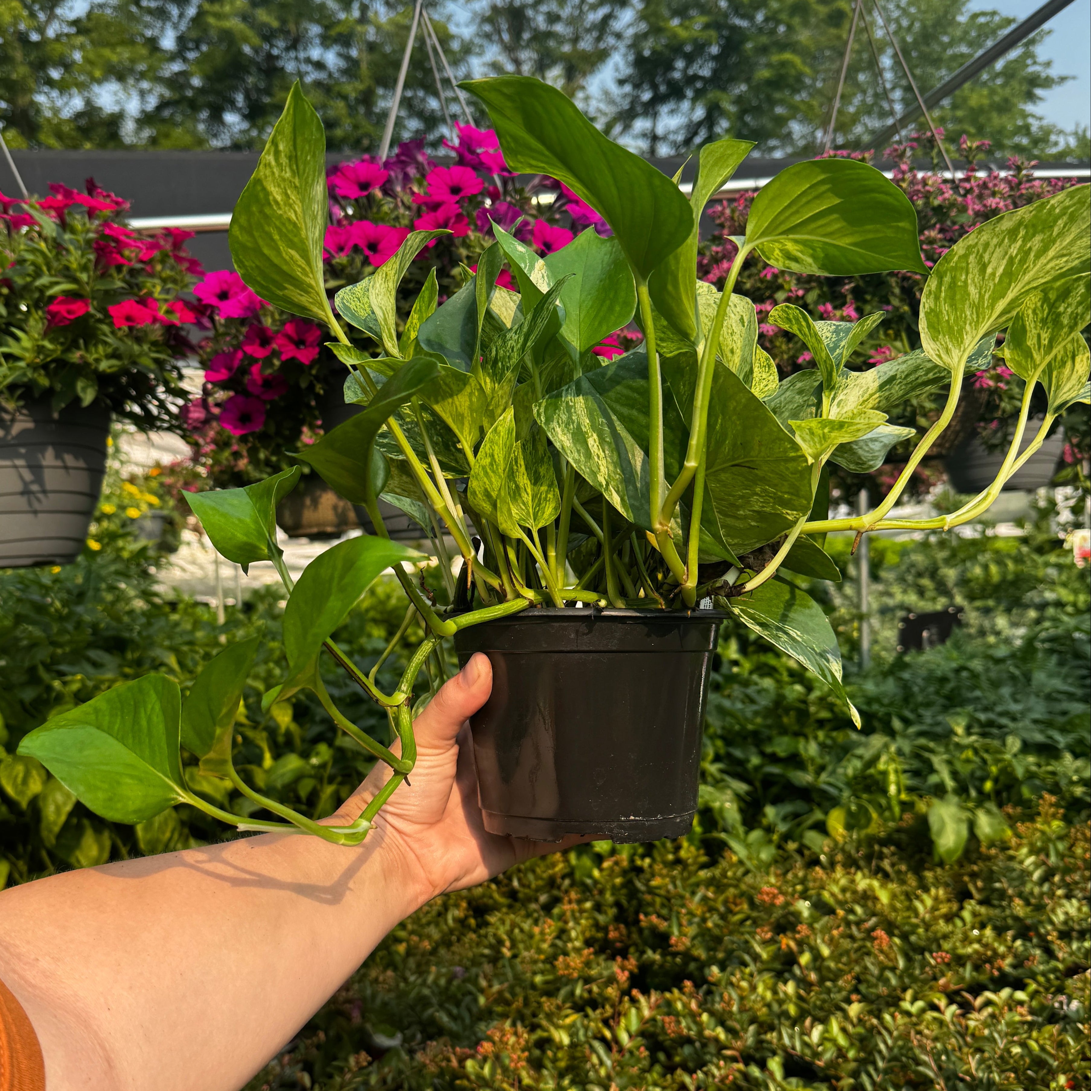 6" Marble Queen Pothos | Epipremnum aureum 'Marble Queen'
