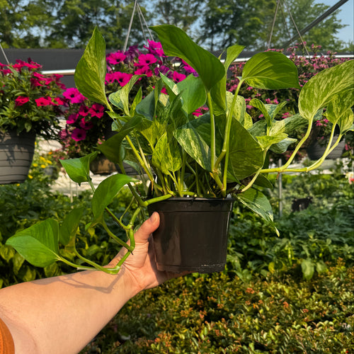 6" Marble Queen Pothos | Epipremnum aureum 'Marble Queen'