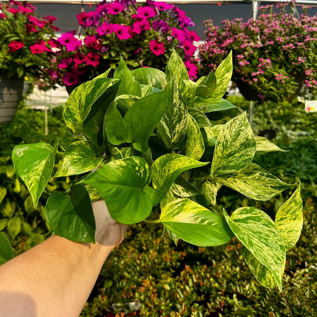6" Marble Queen Pothos | Epipremnum aureum 'Marble Queen'