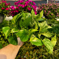 6" Marble Queen Pothos | Epipremnum aureum 'Marble Queen'
