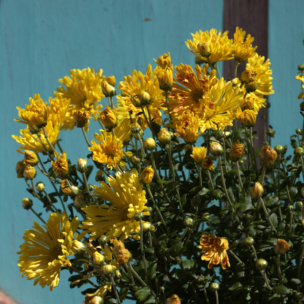 Fall Mum 'Matchstick'