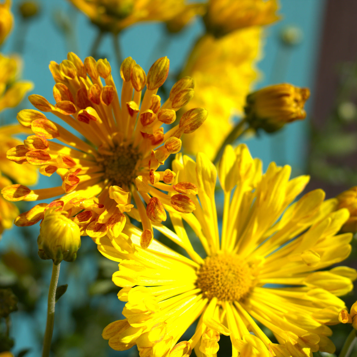 Fall Mum 'Matchstick'