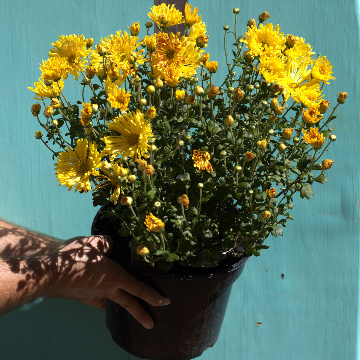 Fall Mum 'Matchstick'