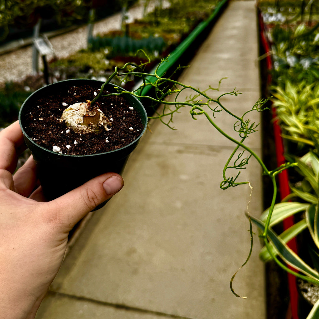 Ornithogalum Tortuosum
