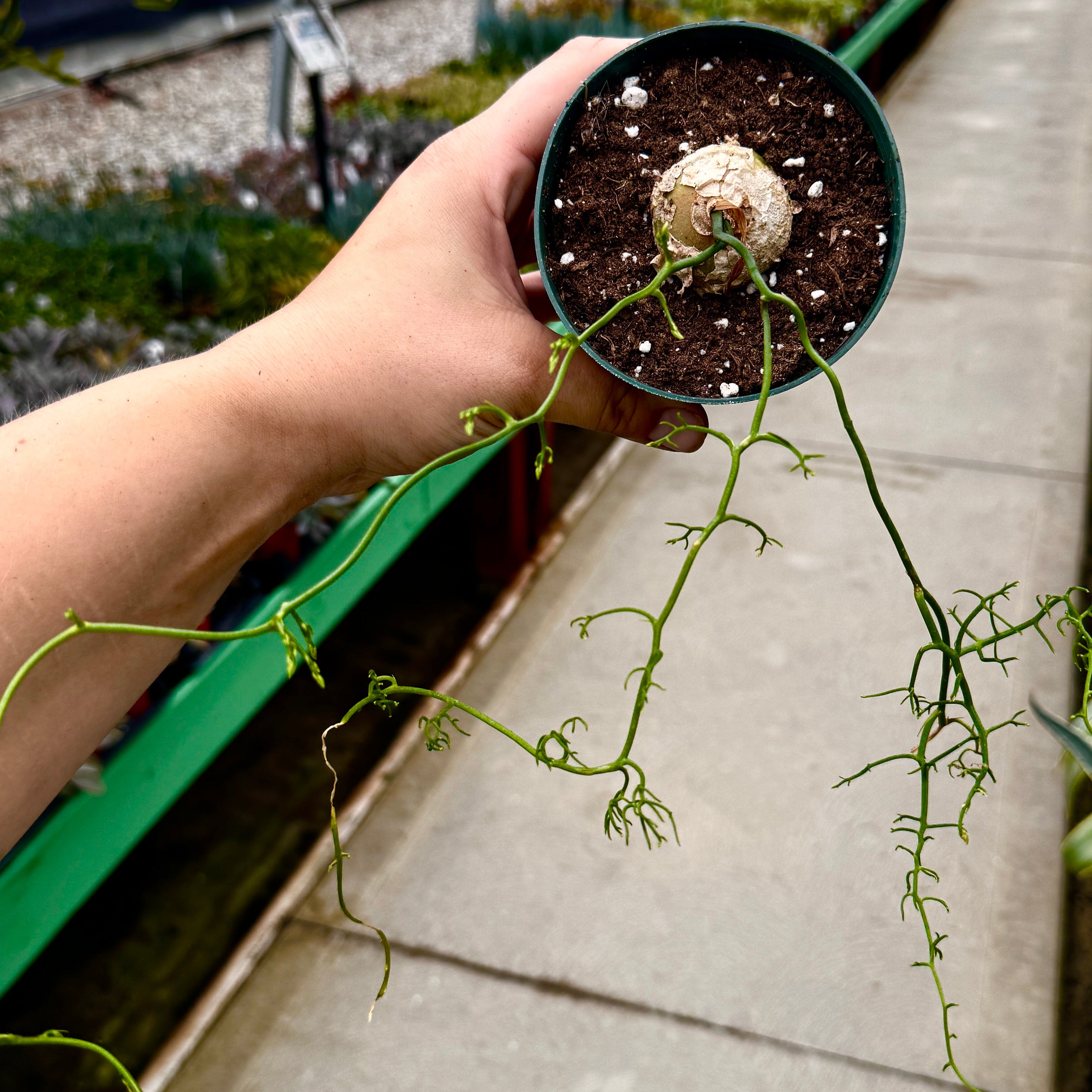 Ornithogalum Tortuosum