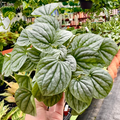 Peperomia 'Frost'
