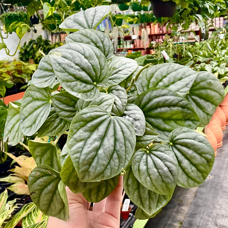 Peperomia 'Frost'