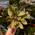 Tricolor Peperomia | Peperomia Ginny | Peperomia Clusiifolia 'Ginny'