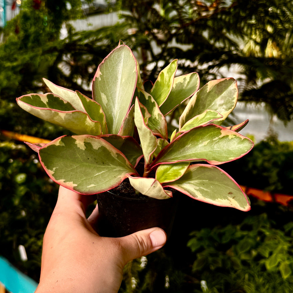 Tricolor Peperomia | Peperomia Ginny | Peperomia Clusiifolia 'Ginny'