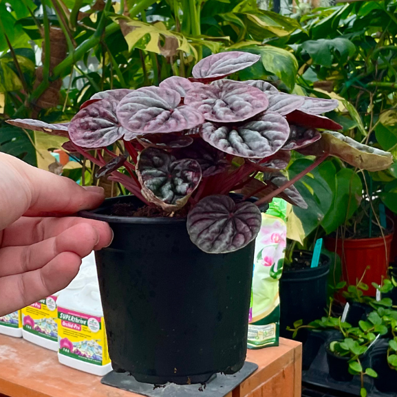 Radiator Plant | Peperomia caperata 'Luna Red'