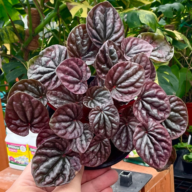 Radiator Plant | Peperomia caperata 'Luna Red'