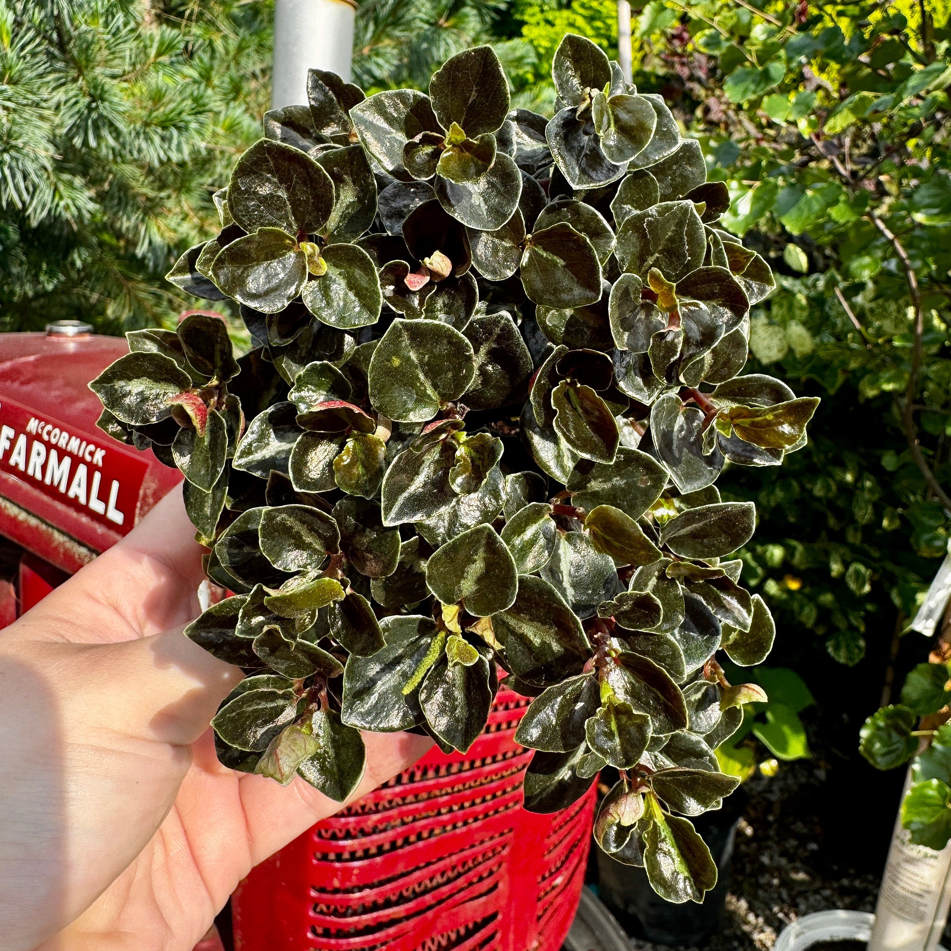 Peperomia Metallica
