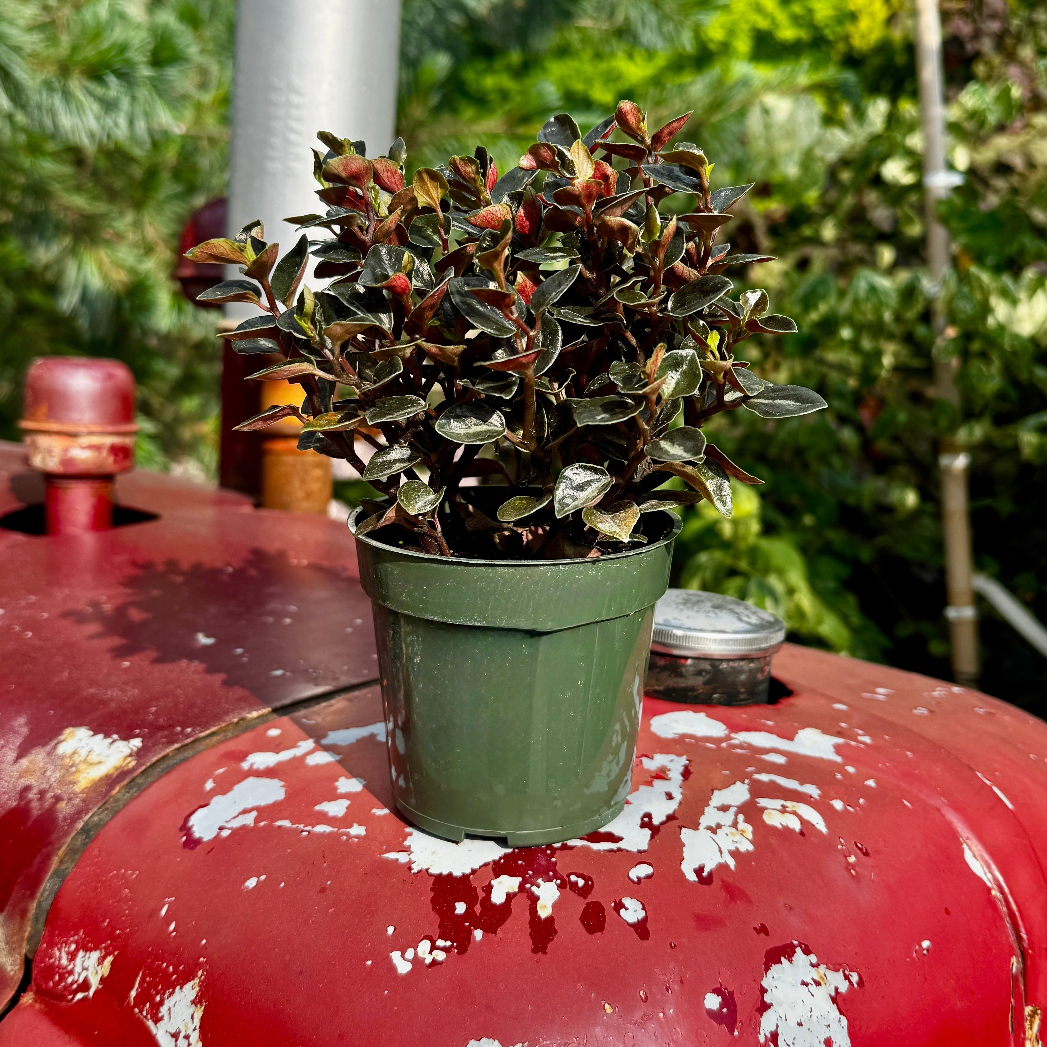 Peperomia Metallica