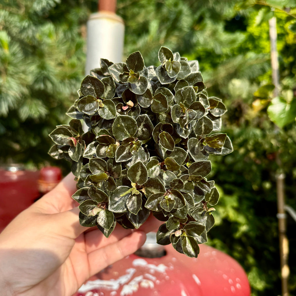 Peperomia Metallica