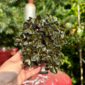 Peperomia Metallica