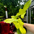 Philodendron Golden Violin | Philodendron bipenifolium aurea
