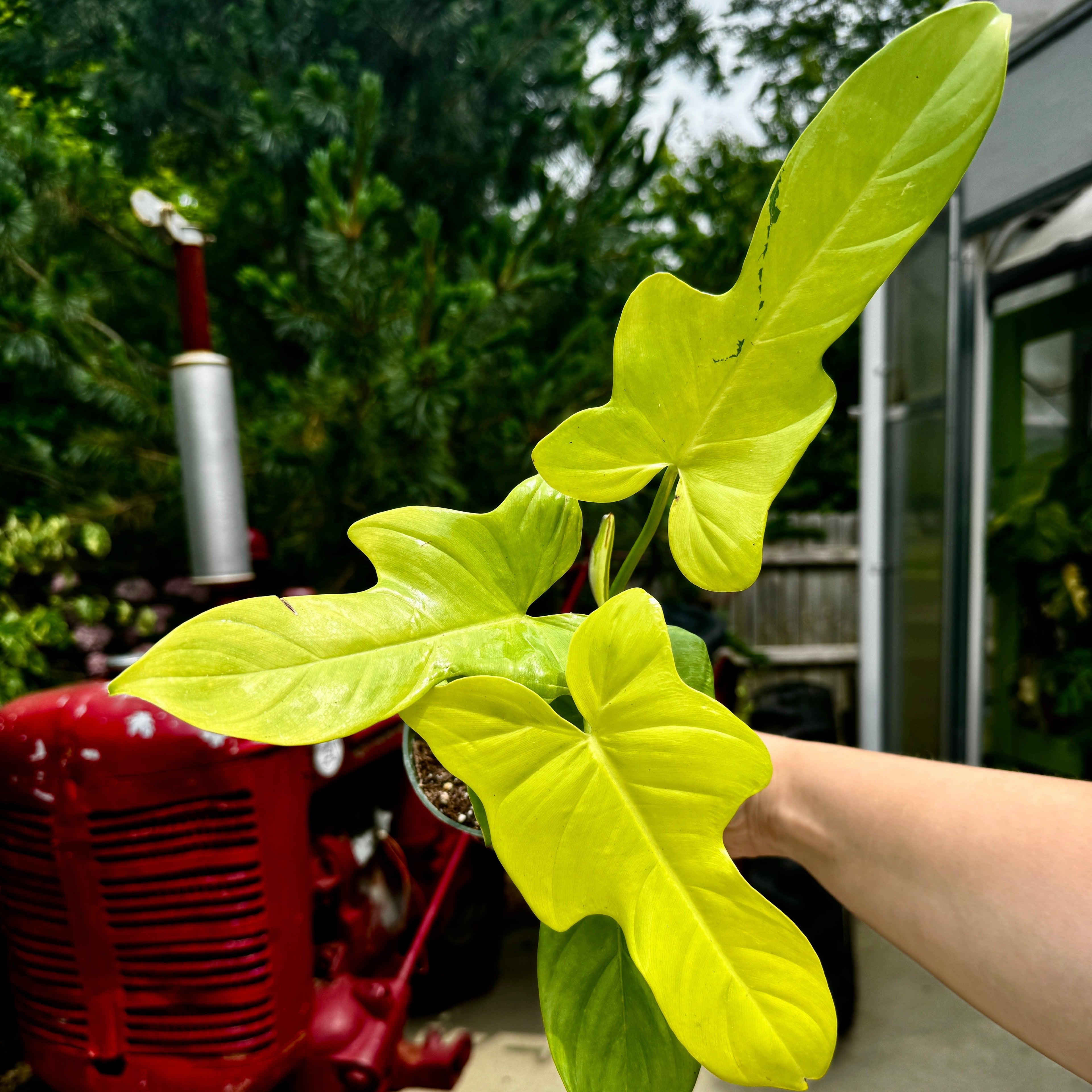 Philodendron Golden Violin | Philodendron bipenifolium aurea