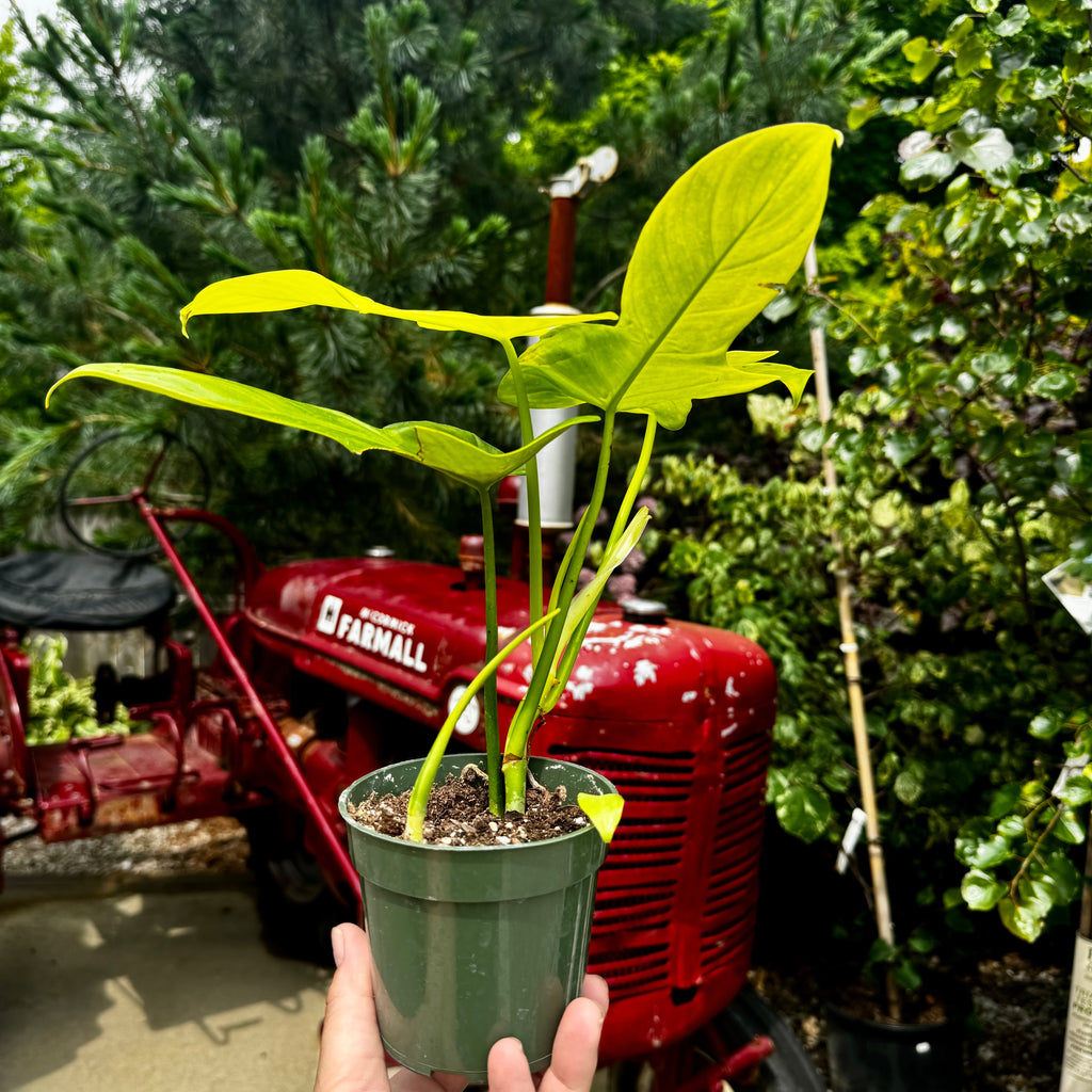 Philodendron Golden Violin | Philodendron bipenifolium aurea