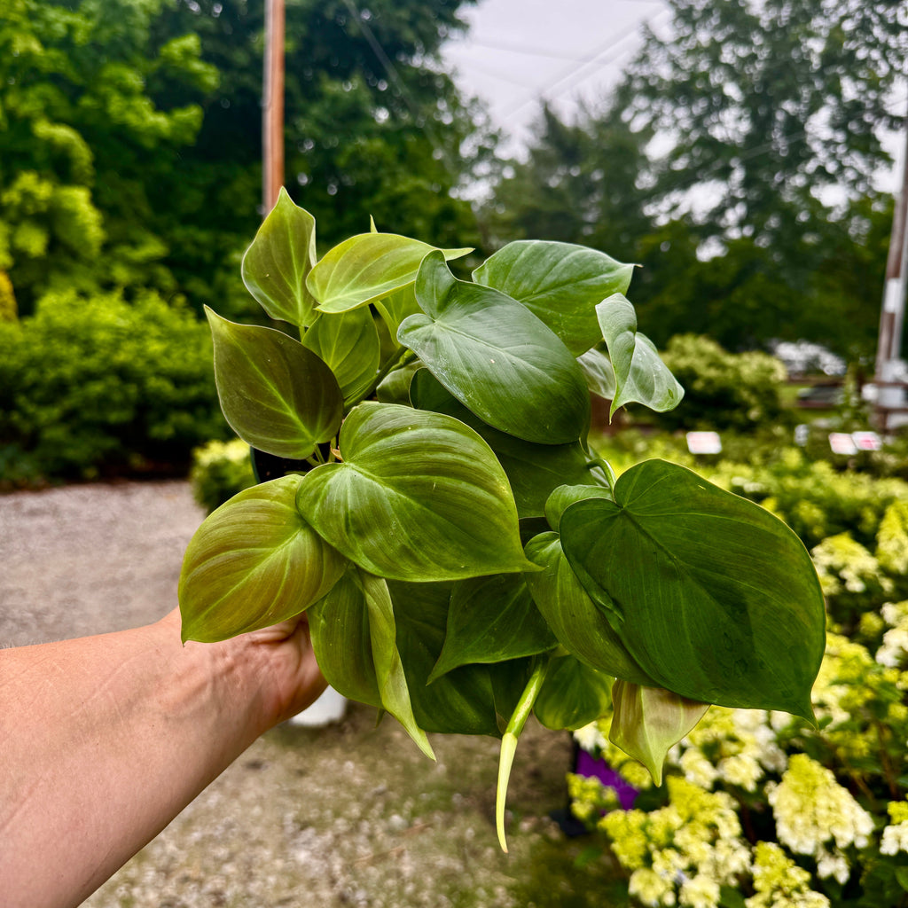 Philodendron Camposportoanum
