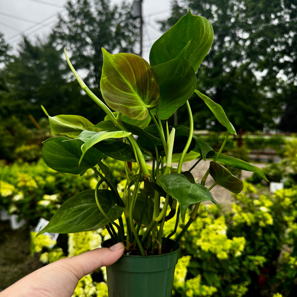 Philodendron Camposportoanum
